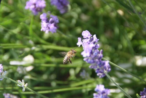 So fleißi wie dieses Bienchen kann ich heute nicht sein.